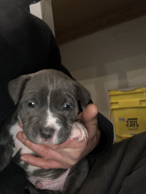 Save-A-Bull Rescue will consider adoptive families in the Minneapolis and surrounding areas only. . Pitbull puppies for sale minneapolis